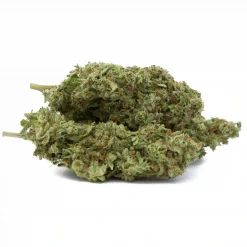 Goji OG #3 By Temple Family Indica