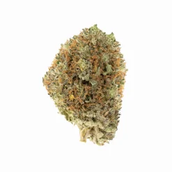 Grape Stomper Hybrid