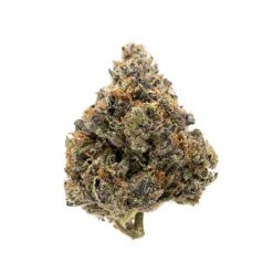 Rockstar Indica