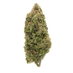 Slurricane Indica