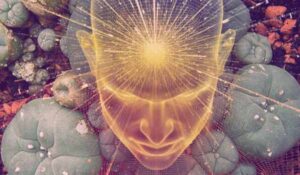 Mescaline History