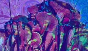 How to Create a Safe and Comfortable Environment for Your First Psychedelic Mushroom Experience