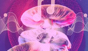 Seven Activities to Try During Your Magic Mushroom Experience