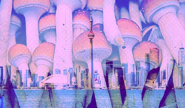 Top Places to do Magic Mushrooms in Toronto