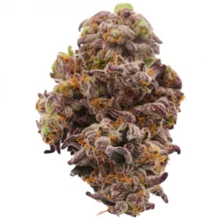 Alternative view of Bacio Gelato Hybrid